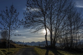 Bare trees in backlight on the hiking trail near Reichenbach, behind mountains of the Allgäu Alps,