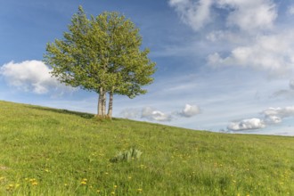 Isolated trees on the top of the Vosges mountains. france