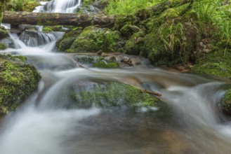 Water in a stream flows across moss-covered rocks. The scene is set in the forest in spring, with