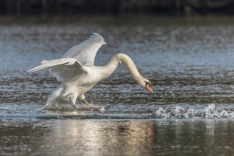 Swan spreads his wings as he flees from the pond. The water splashes around him. It is a lively