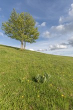 Isolated trees on the top of the Vosges mountains. france