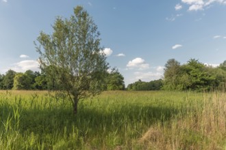 A field of green grass and flowers lies under a blue sky with clouds. Trees are standing around in