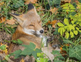 Red fox (Vulpes vulpes) lies between grass and autumn leaves and looks attentively, but relaxed,
