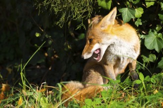 Red fox (Vulpes vulpes) sitting in the sun under a juniper and ivy between grass and autumn leaves,