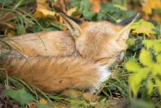 Red fox (Vulpes vulpes) lying peacefully curled up in the sun between grass (Poales) and leaves,