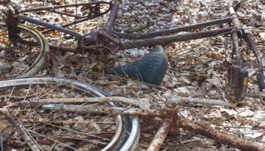 Rusty bicycles, two destroyed, rusty bicycle wrecks in the forest, broken Dutch bikes, old bicycles