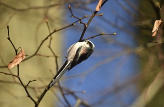 Long-tailed Tit, (Aegithalos caudatus) in winter in a lime tree, Schleswig-Holstein, Germany