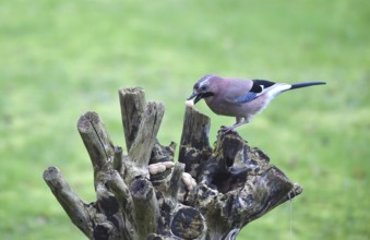 Eurasian jay (Garrulus glandarius) eating peanuts, Schleswig-Holstein, Germany
