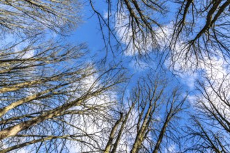 Treetops, bare trees, branches, blue sky, winter North Rhine-Westphalia, Germany