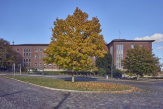 Norway maple (Acer platanoides), brick building, Ministry of Finance, street, central island, bus