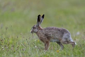Anyone observing the behaviour of brown hares (Lepus europaeus) will notice recurring patterns of