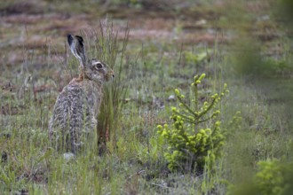 Brown hares (Lepus europaeus) like to feed on ears of grass, for which they need economically