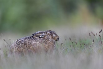 A brown hare (Lepus europaeus) interrupts its feeding to take a closer look at the photographer