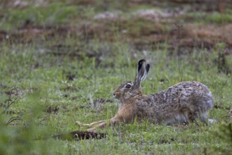 When brown hares (Lepus europaeus) finish a rest undisturbed, they usually stretch their limbs