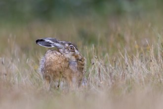 A brown hare (Lepus europaeus) uses its teeth to groom the paws of its hind legs, Germany