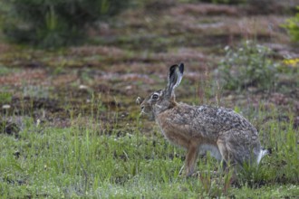 A brown hare (Lepus europaeus) on the renaturalised area of a former gravel pit, Germany