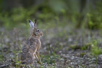 One of the rare encounters with a brown hare (Lepus europaeus) in the forest at photo distance,