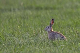 This year's brown hare (Lepus europaeus) on an intensively used agricultural meadow, fortunately it