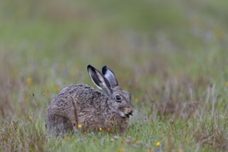 If you are photographing less shy brown hares (Lepus europaeus), you should nevertheless adopt a