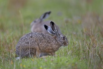 As a rule, brown hares (Lepus europaeus) keep a safe distance from conspecifics on a grazing area,