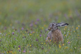 In the late evening, more and more brown hares (Lepus europaeus) appear on the wildflower meadow to