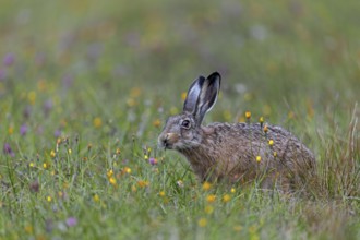 The rich food supply in wildflower meadows gives brown hares (Lepus europaeus) the opportunity to