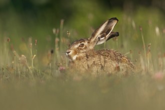 A brown hare (Lepus europaeus) enjoys the last rays of the evening sun, Germany