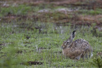 The fact that the brown hare (Lepus europaeus) takes a break right in front of me is a happy