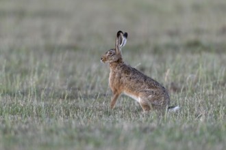 A brown hare (Lepus europaeus) attentively observes a fox, Germany