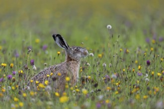 The wildflower meadow offers this brown hare (Lepus europaeus) a rich food supply, Germany