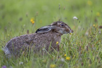 The flower quickly disappears into the stomach of the brown hare (Lepus europaeus), Germany