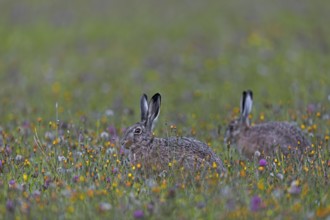 A photo that brings a lot of joy, two brown hares (Lepus europaeus) between a multitude of