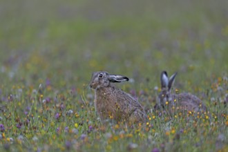 Brown hares (Lepus europaeus) regularly interrupt their feeding and when they feel undisturbed,