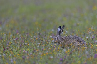 A photo that brings a lot of joy, a hare (Lepus europaeus) among a multitude of colourful flowers
