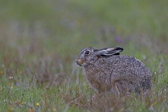 A brown hare (Lepus europaeus) has stopped feeding and is relaxing and observing its surroundings,