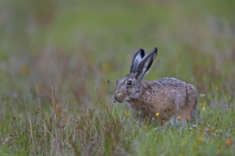 If the photographer does not disturb the hares (Lepus europaeus), natural behaviour can also be