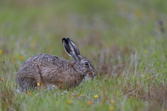 On the North Sea coast you can always find places with relatively familiar brown hares (Lepus