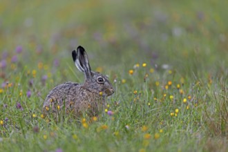 This year's brown hare (Lepus europaeus) on a wildflower meadow on the North Sea coast, Germany
