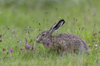 Brown hares (Lepus europaeus) find a rich food supply in wildflower meadows, Germany