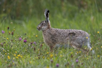 More and more wildflower meadows can be found on the North Sea coast, which are popular with brown