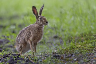 A brown hare (Lepus europaeus) sits securely at the edge of a forest meadow, only when there is no