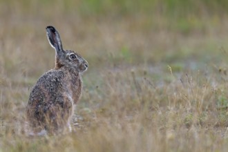 A relaxed brown hare (Lepus europaeus), Germany