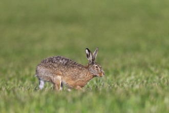 A European hare (Lepus europaeus) hops across a grain field, Germany