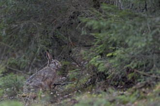 Finally a photo of a brown hare (Lepus europaeus) in the forest, so a long-awaited motif has come