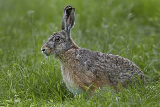 The gaze of the brown hare (Lepus europaeus) signals maximum tension, Germany