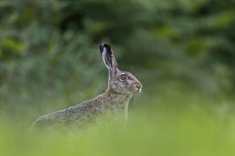 The European hare (Lepus europaeus) stretches its head suspiciously over the grass, Germany