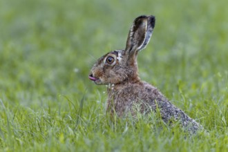 Brown hares (Lepus europaeus) lie motionless on the ground when threatened and only take flight at