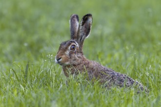 The hare (Lepus europaeus) cautiously sticks its head out of the grass to check whether the