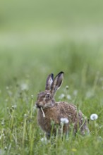 European hare (Lepus europaeus) eating dandelion, Germany