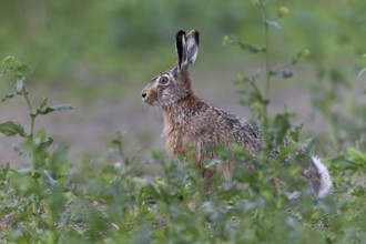 European hare (Lepus europaeus) in a rape field near the North Sea coast, Germany